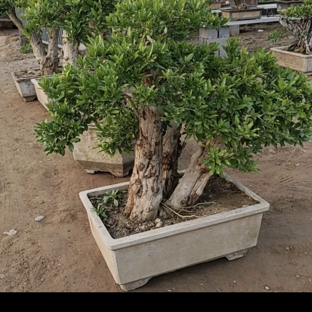 庭院别墅盆栽地栽植物一物一拍