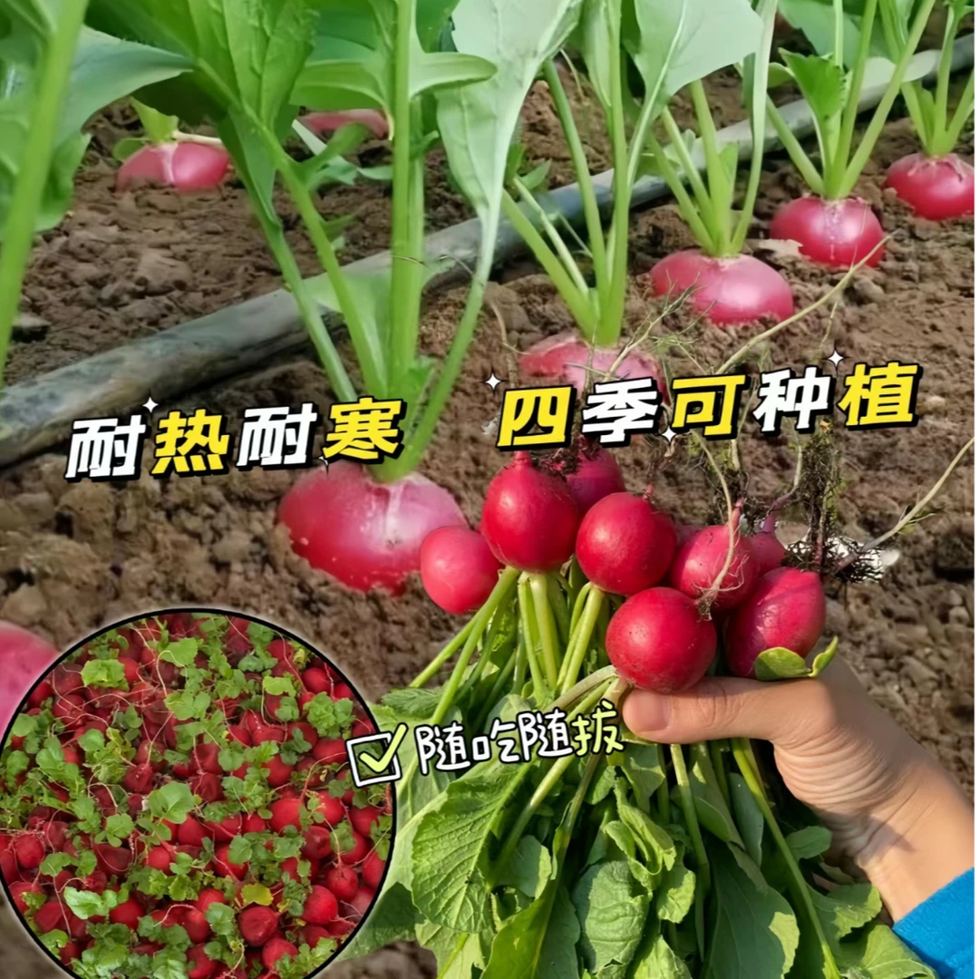 【全店满5包包邮】樱桃萝卜种子迷你萝卜菜籽四季阳台盆栽早熟易种