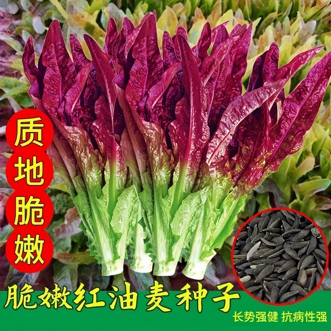 【全店满5包包邮】紫油麦菜种子四季浓香型油麦菜种子家庭阳台