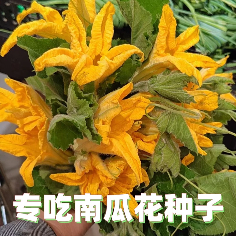【全店满5包包邮】南瓜花新种专吃南瓜花种子南瓜藤春播蔬菜种
