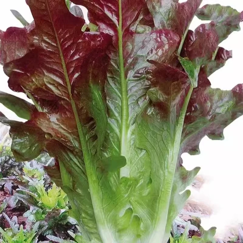 【全店满5包包邮】香甜红油麦菜种子甜脆油麦菜蔬菜种子