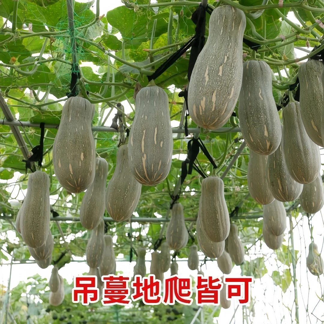 【全店满5包包邮】密本南瓜种子食用香甜早熟甜面南瓜种籽四季播种