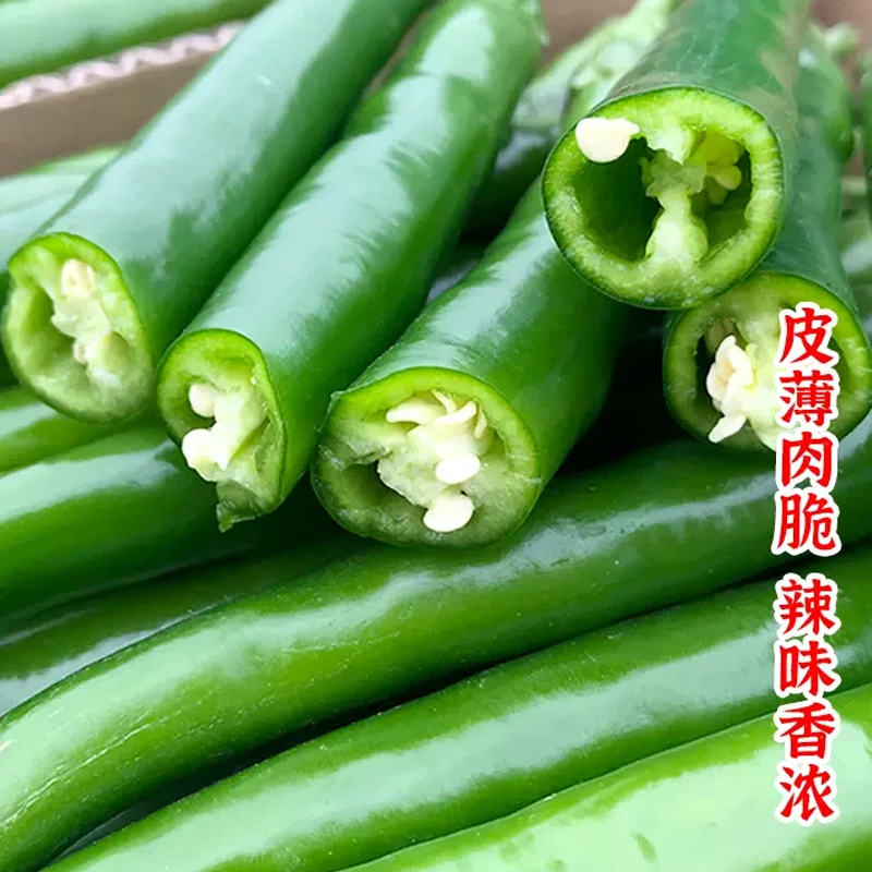 【全店满5包包邮】线椒种子辣椒种籽二荆条辣椒蔬菜种孑