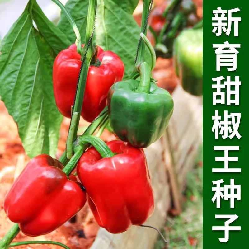 【全店满5包包邮】辣椒大果甜椒种籽蔬菜种籽