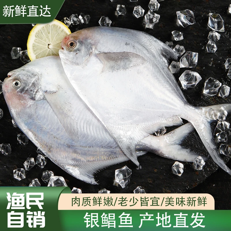 福乐多人工精选银鲳鱼4斤野生速冻鲳鱼银鲳白鲳鱼【顺丰包邮】