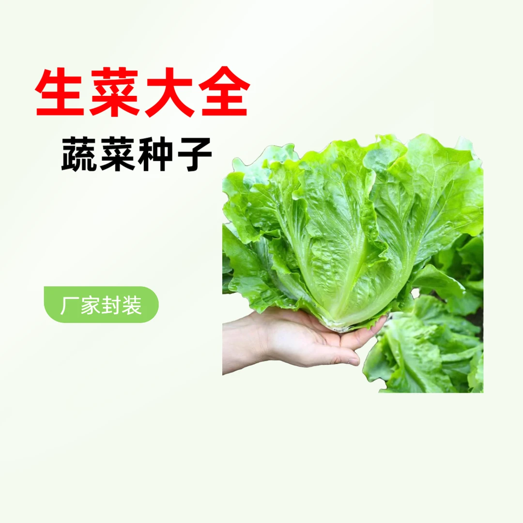 【满5件包邮】生菜大全 正宗四季种意大利生菜大全