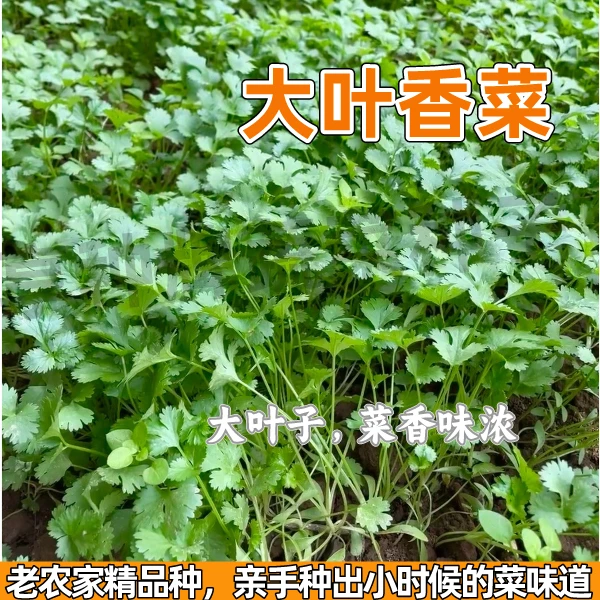 【满5件包邮】四季蔬菜种子大叶香菜小菜园阳台菜籽菜地发芽率高