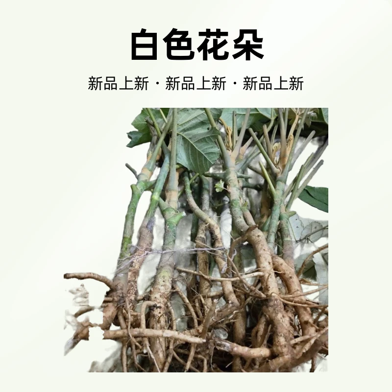 通脱木种子贵州中草药材通草根木通树大通草天麻子通花根罗勒种子