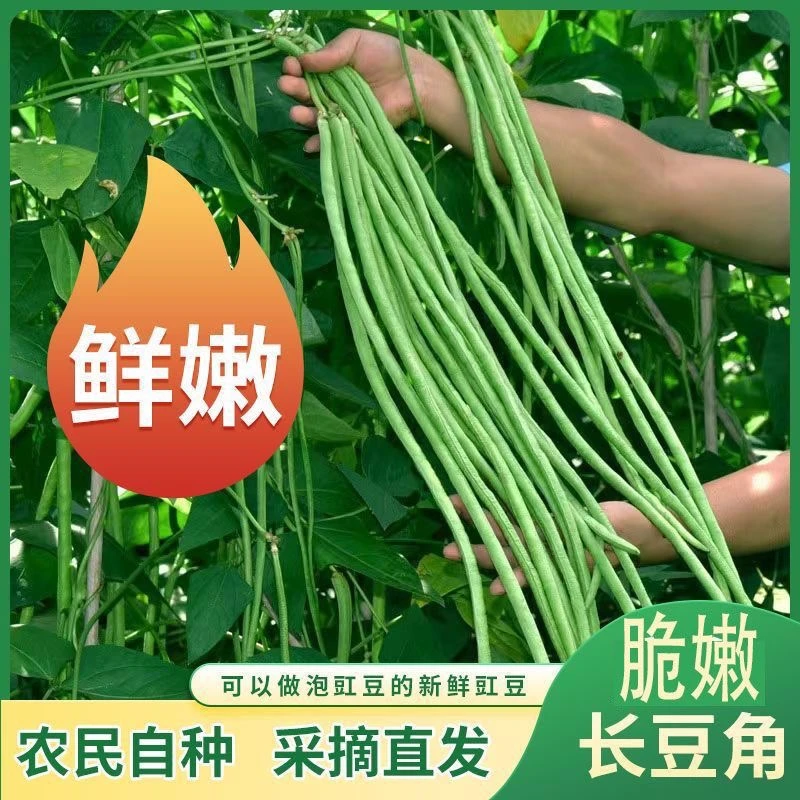 湖北农家自种长豆角现摘现发新鲜食用豇豆可做酸豆角3.5斤包邮