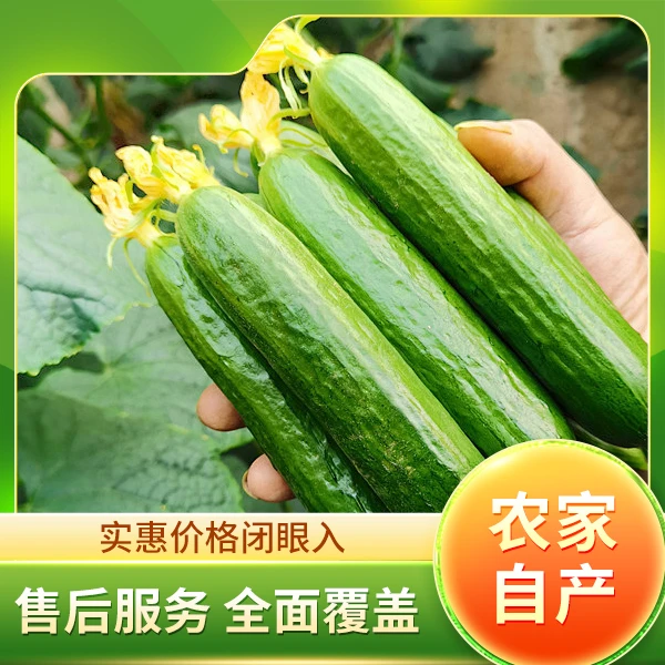 专【精品装】寿光水果小黄瓜 新鲜采摘 生吃口感好 爽口