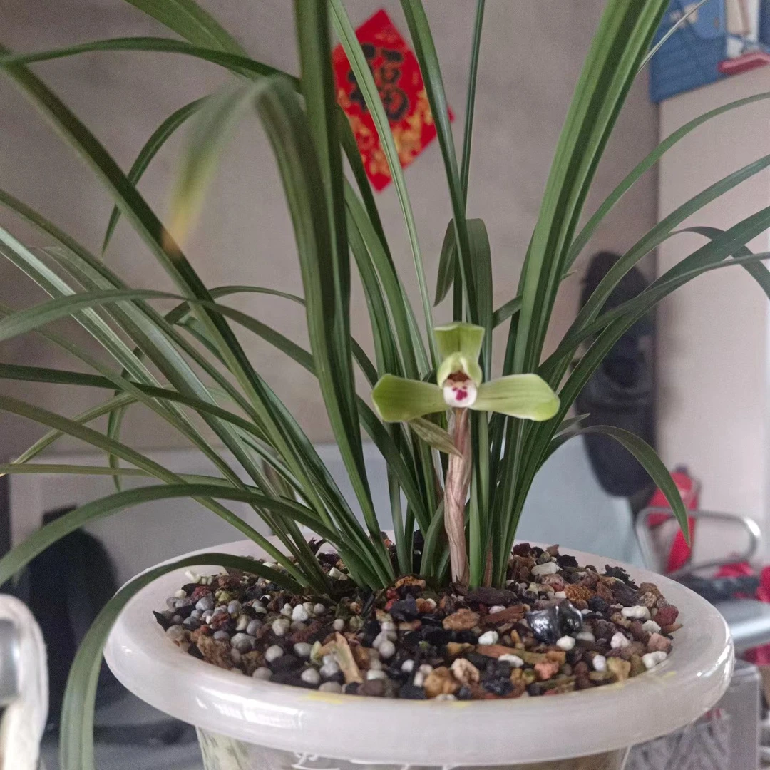 兰花国兰直播链接一物一拍盆景绿植花卉