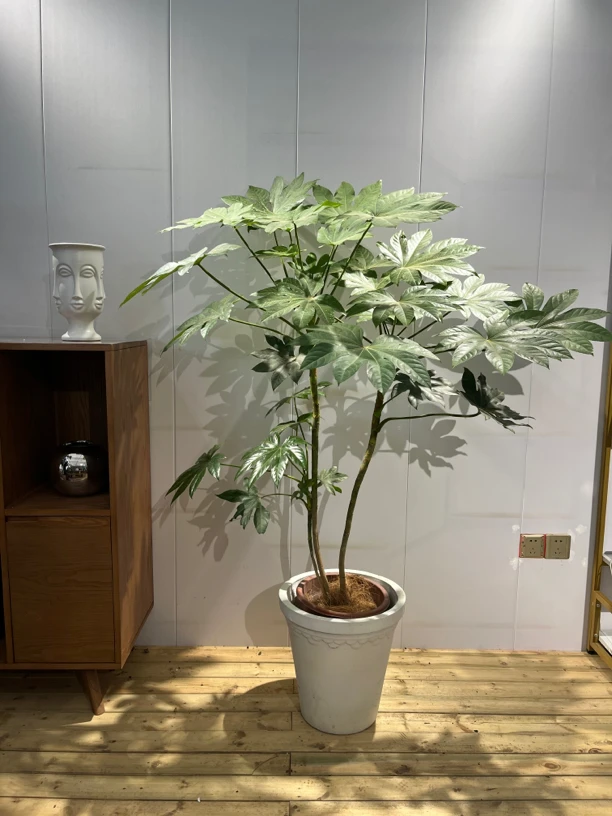 八角金盘盆栽 寓意八方来财 风水植物属木 招财绿植 室内盆栽