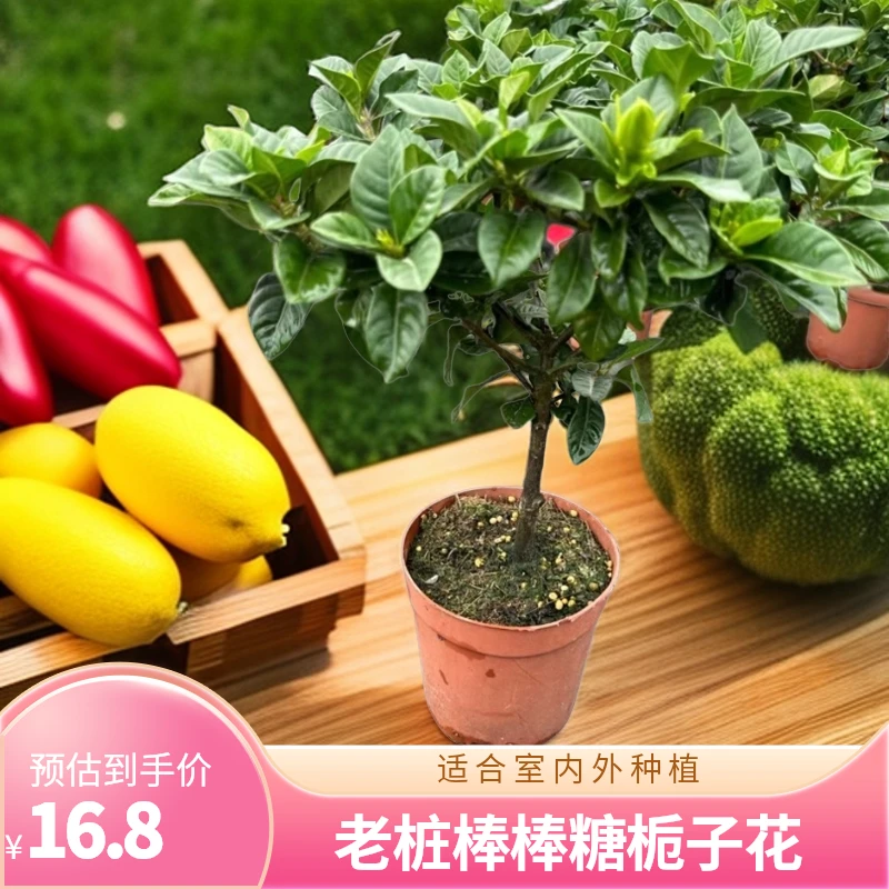 老桩棒棒糖栀子花 原盆栽独杆办公室阳台室内精选观花叶优选