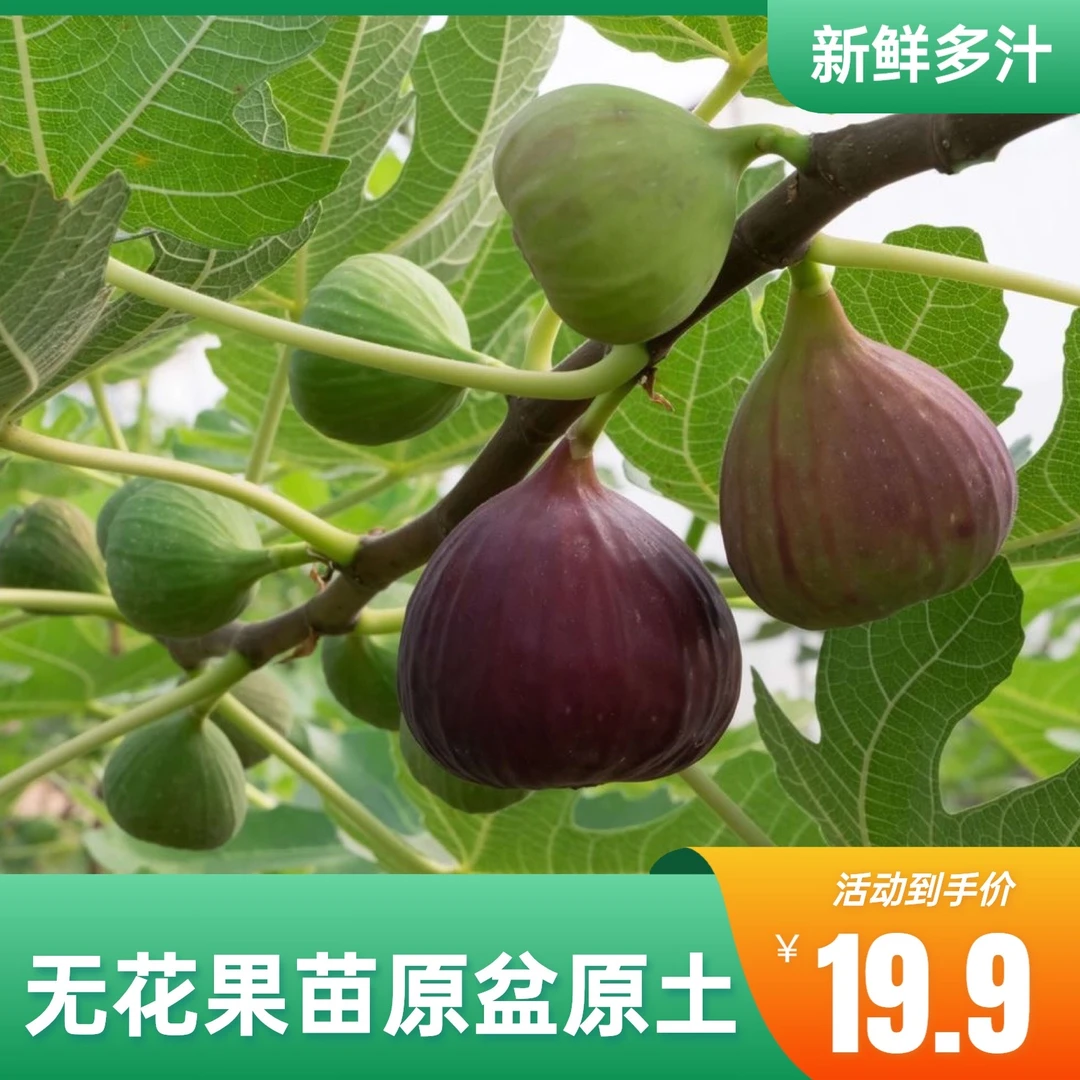 （官哥专属）无花果树苗波姬红芭劳奈丰产黄盆栽带果原盆发货挂果