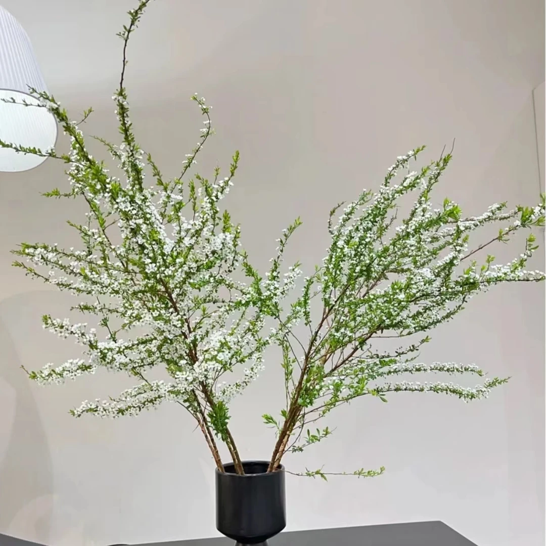 水培花雪柳干枝花耐寒花真花插水里可以开花干花遇水开花清香植物