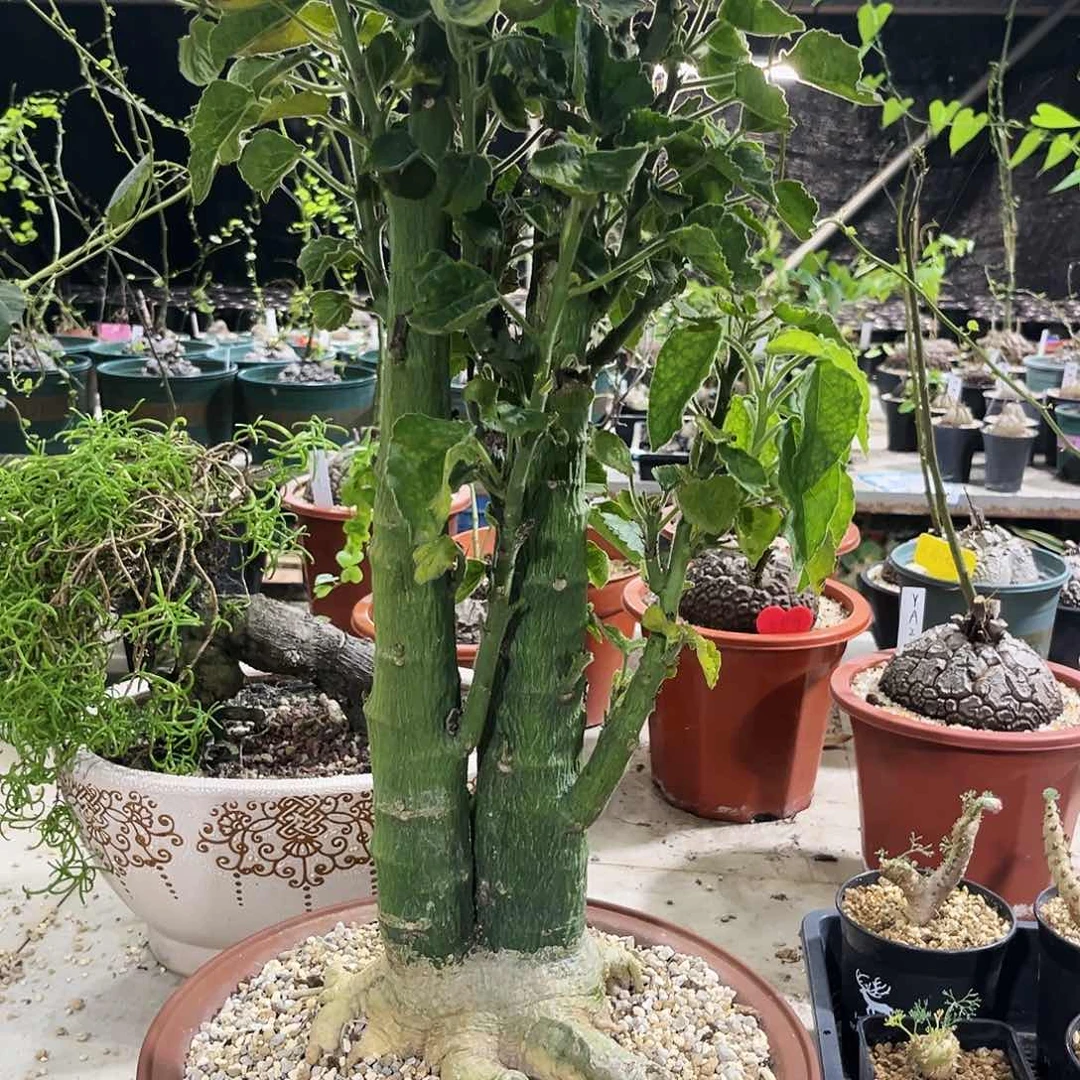 双头圣果西番莲，潮流植物