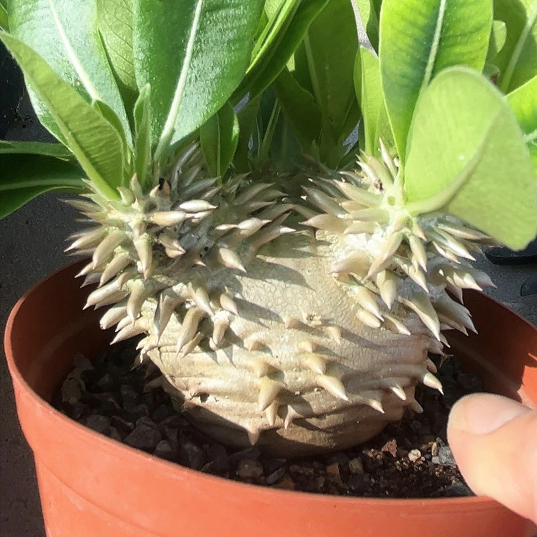 潮流植物惠比大黑矮墩款