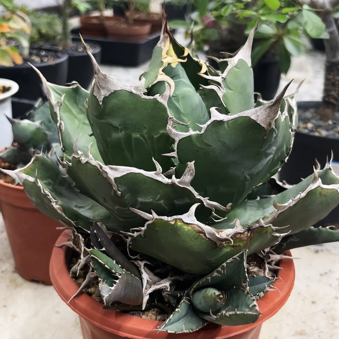 龙舌兰正版白鲸带四个侧芽