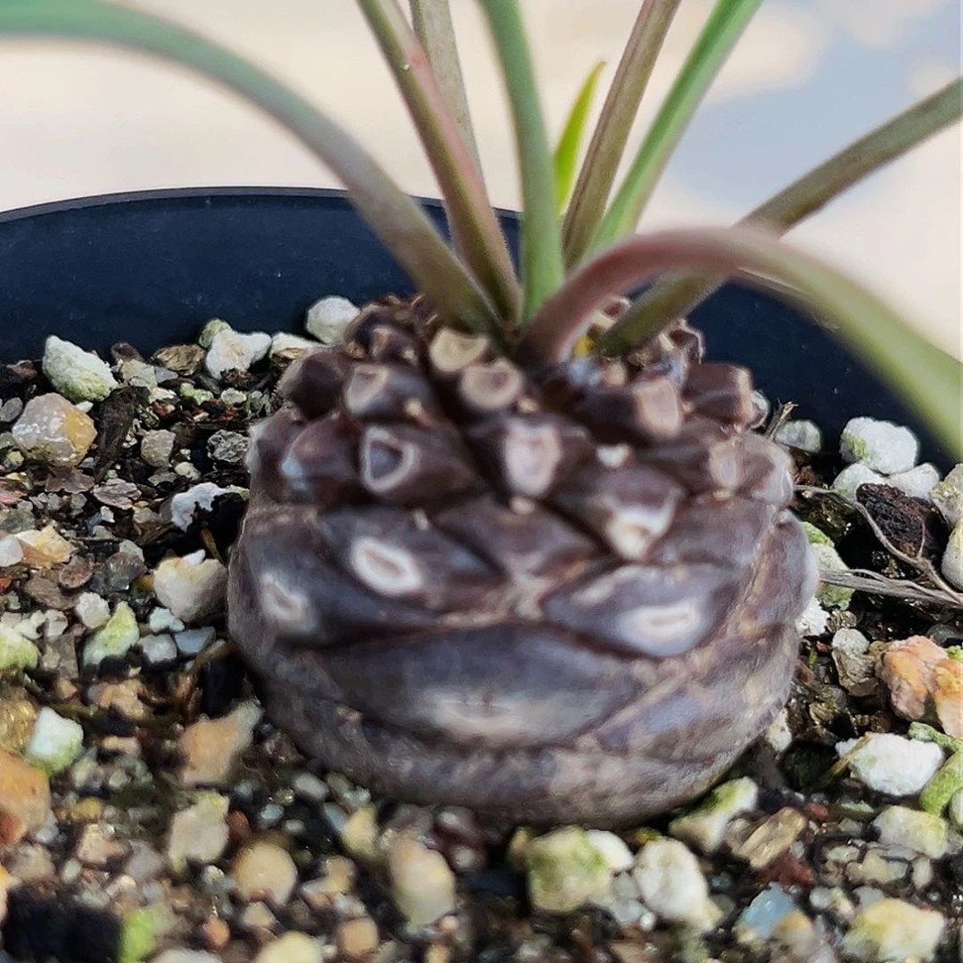 铁甲丸子福利5折