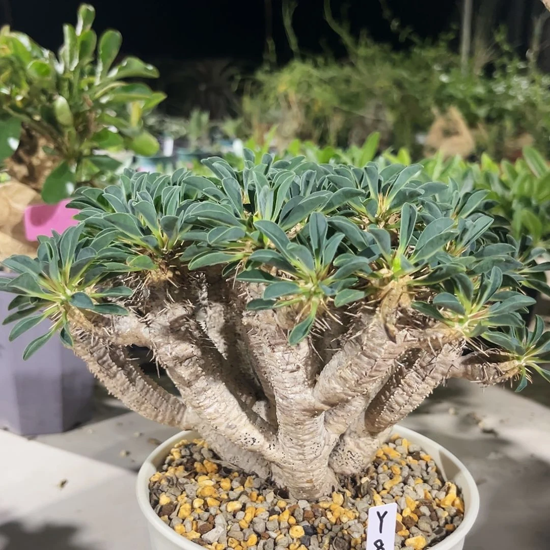 鬼切阁熟桩，潮流植物