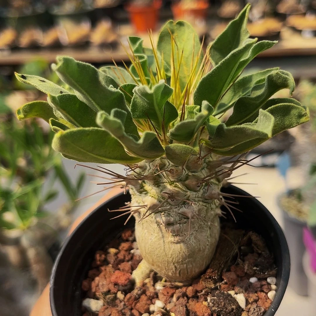 潮流植物矮胖光堂