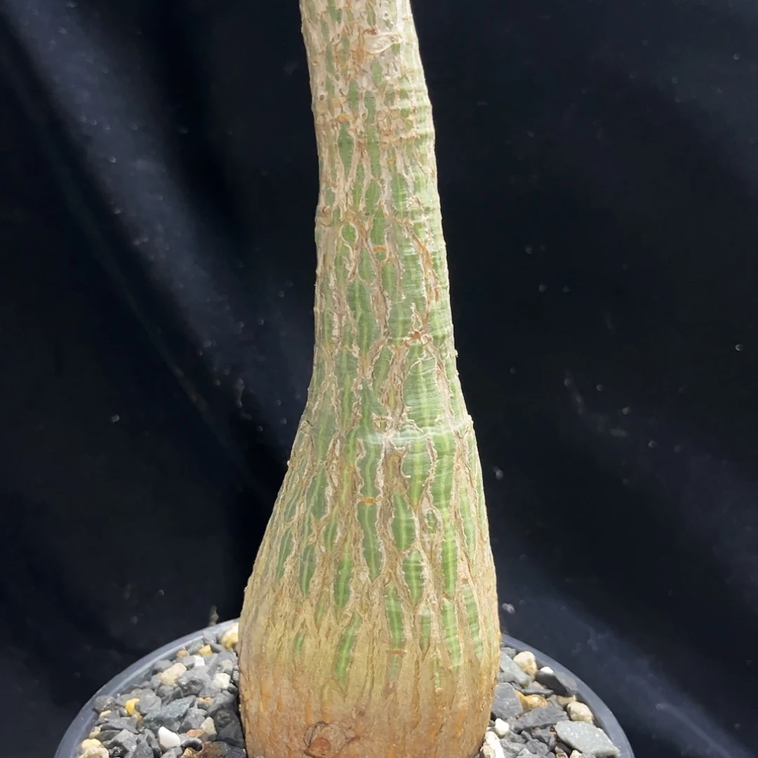 绿背龟甲木棉，潮流植物