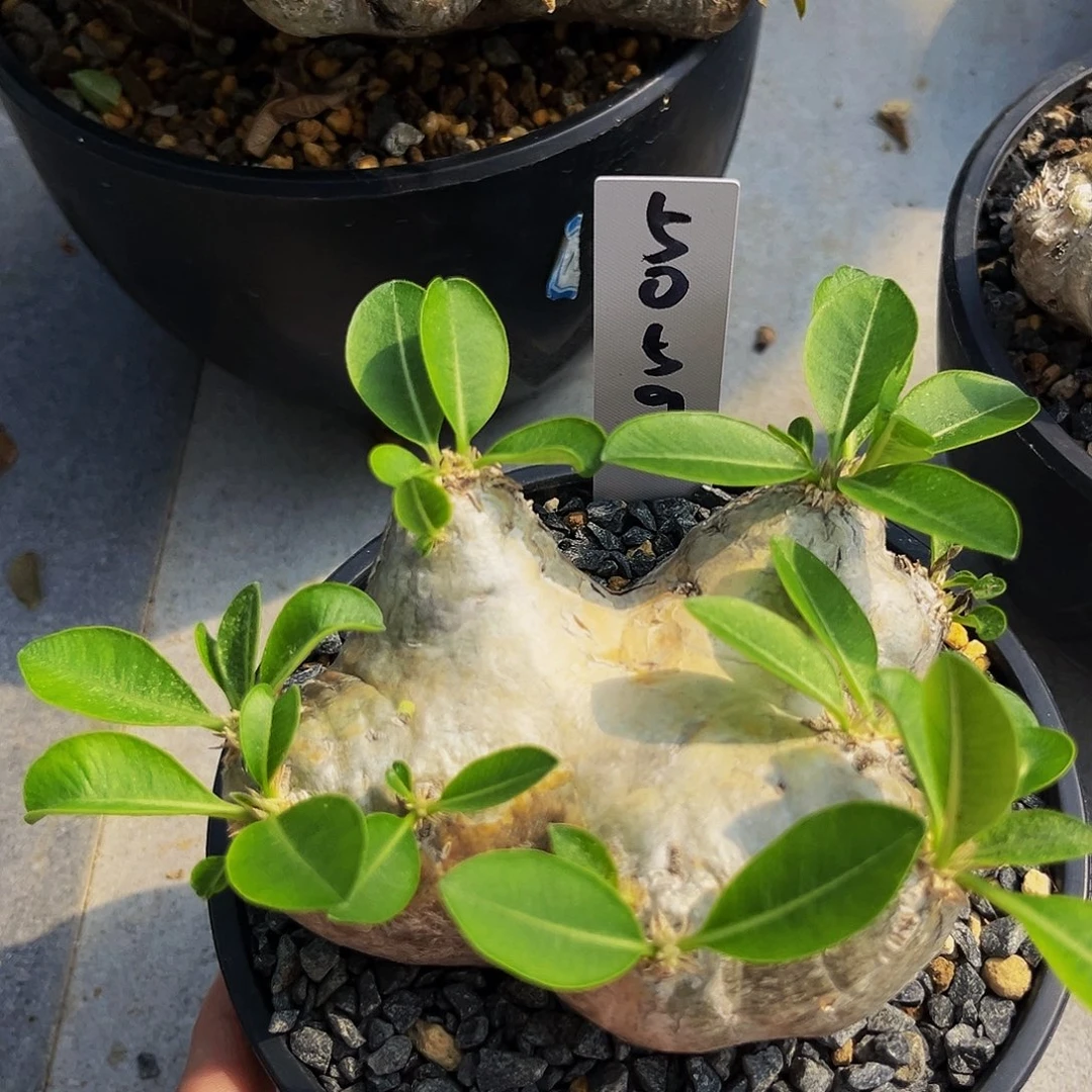 潮流植物，5059惠比须笑