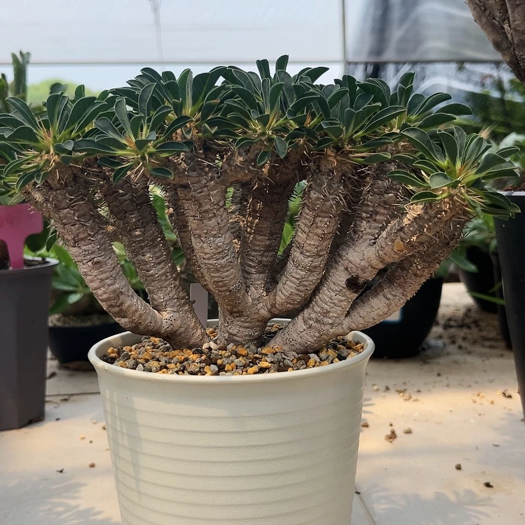 鬼切阁老家熟桩粗枝干Y8号