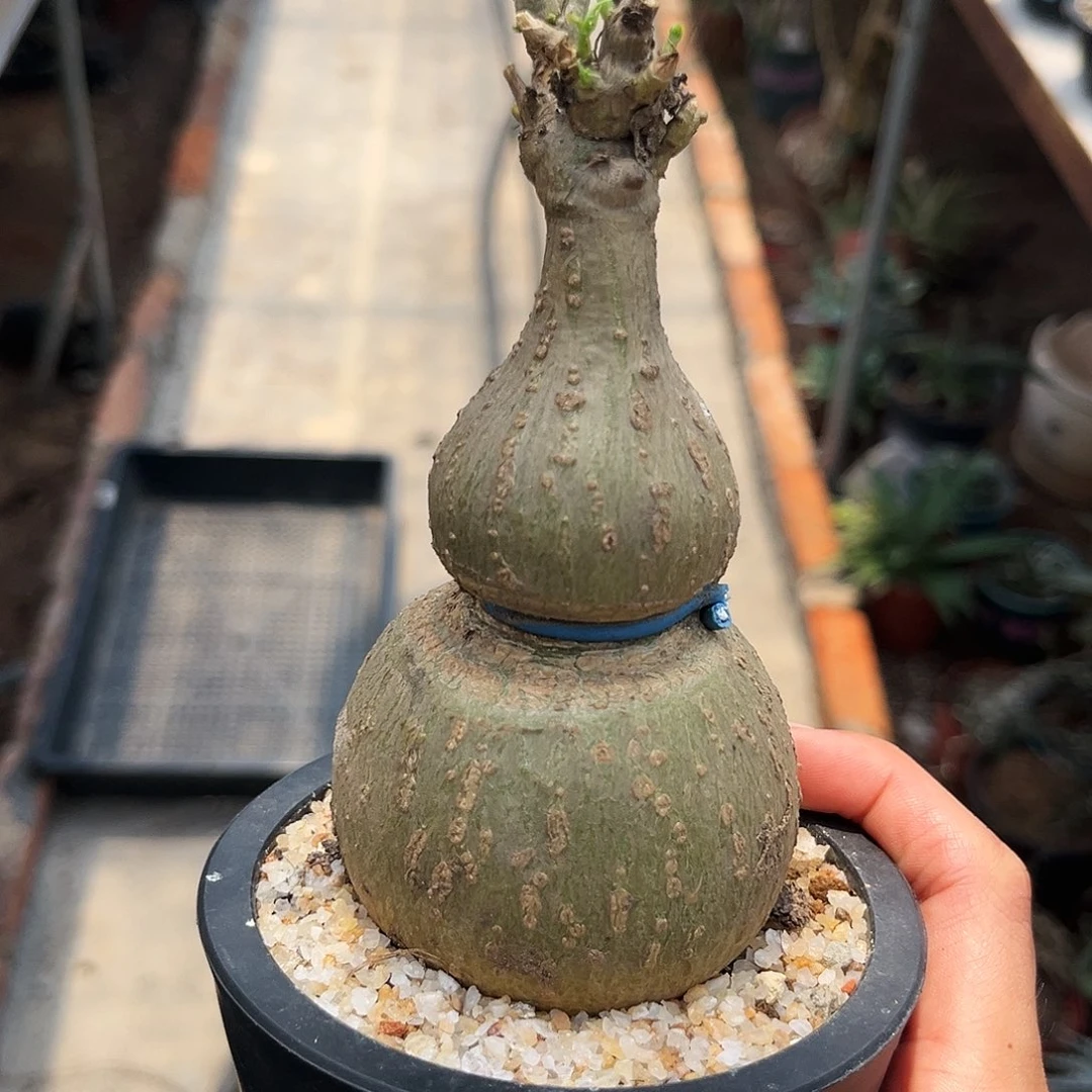葫芦款银叶睡布袋