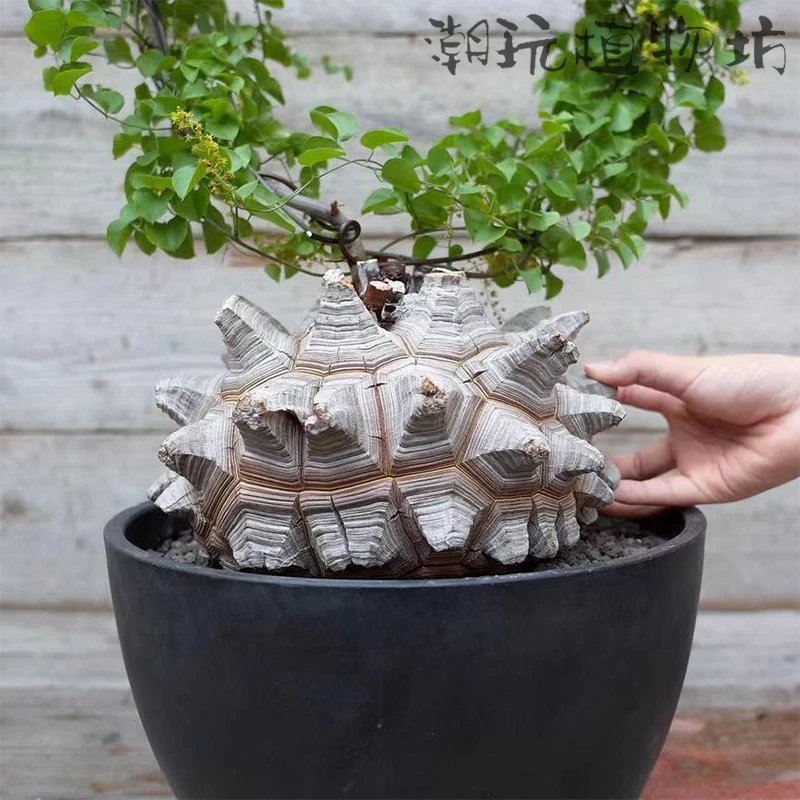 南非龟甲龙 Dioscorea elephantipes 潮流奇特块根 爬藤多肉植物
