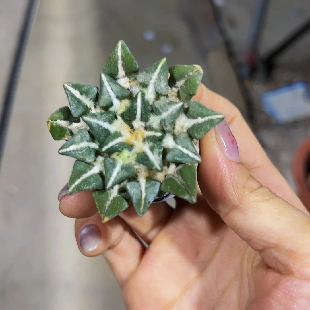 黑牡丹13号大V叶漏