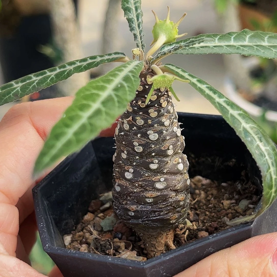 河*皓银脉琉桑福利