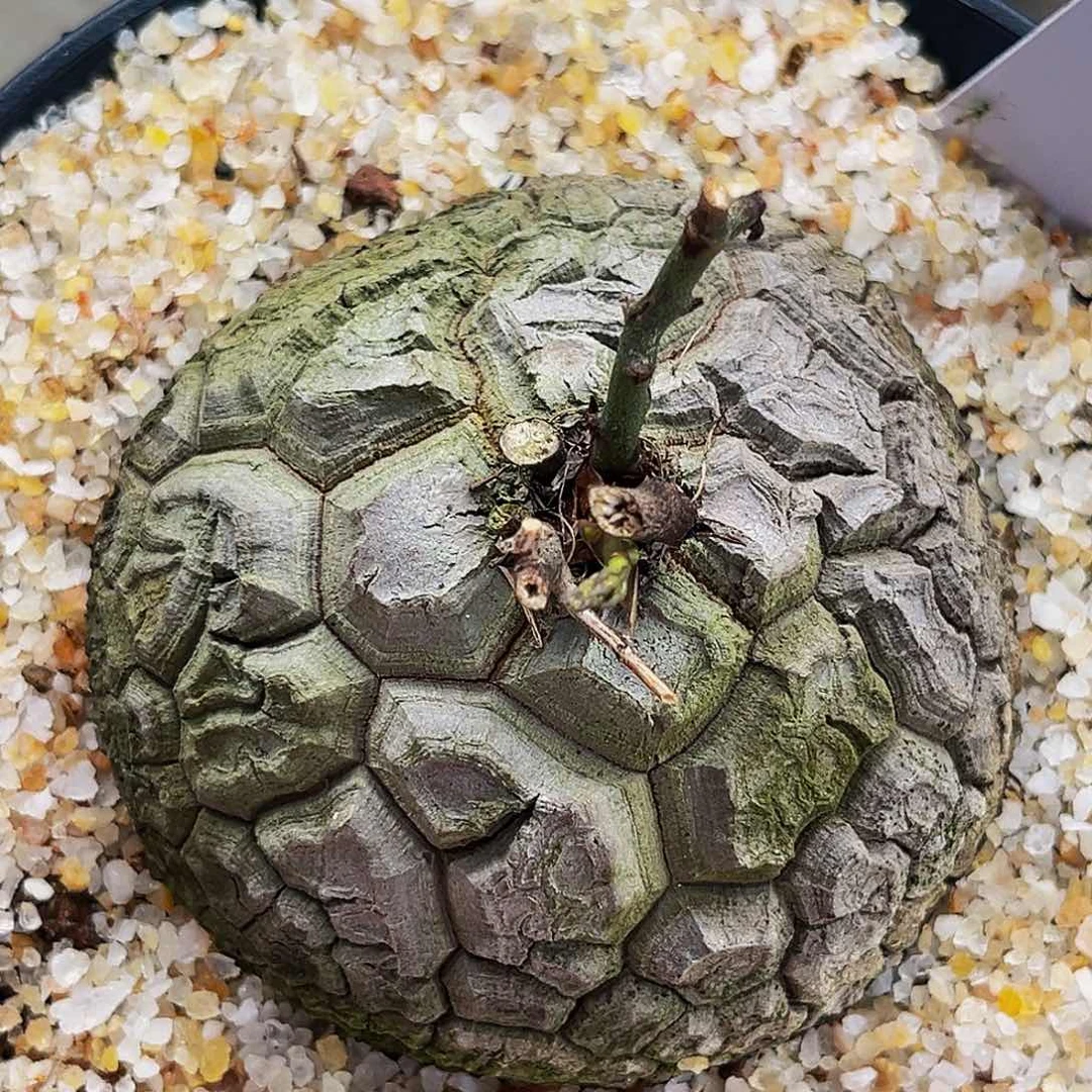 DB17盆栽龟甲龙8公分85折