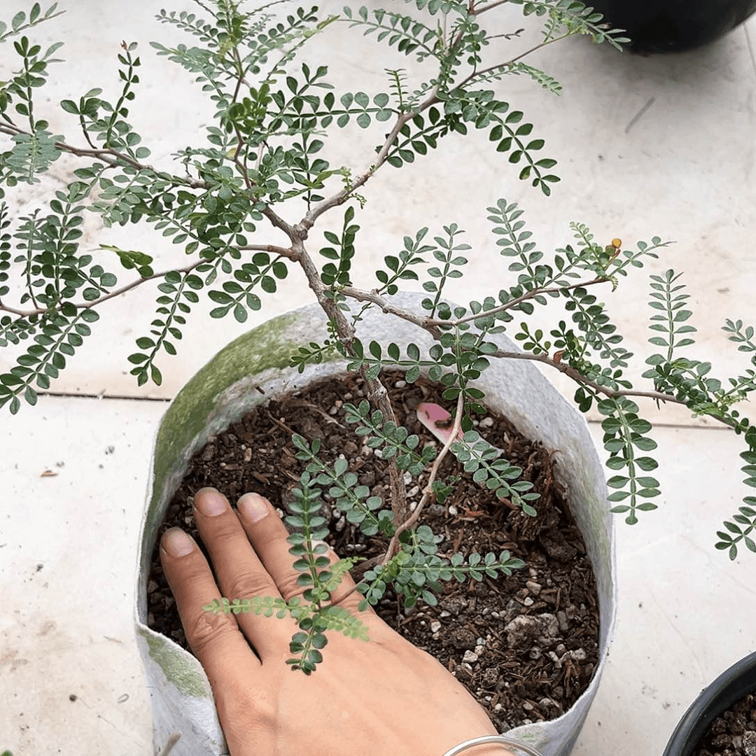 潮流植物象足漆树