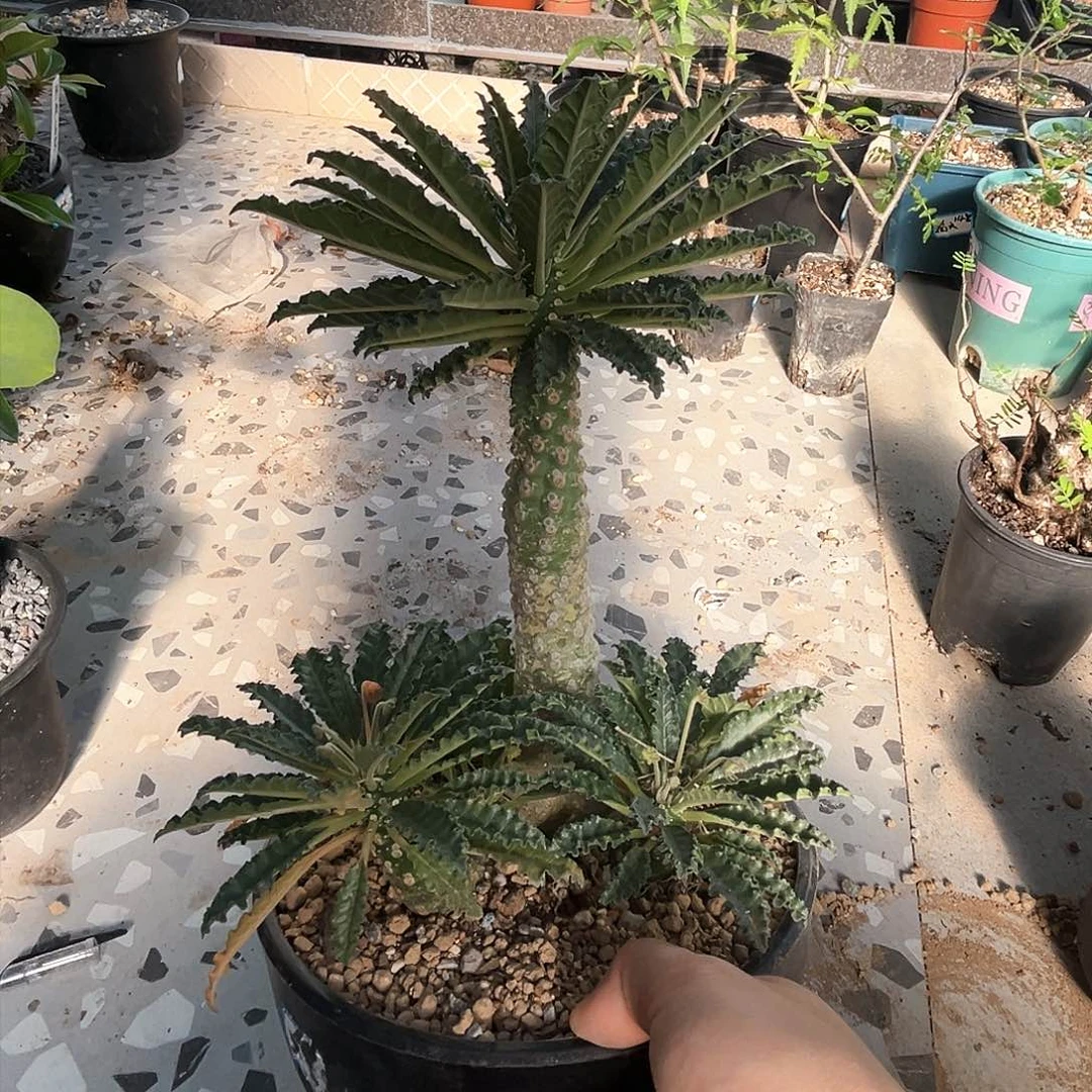 潮流植物椰子琉桑母本