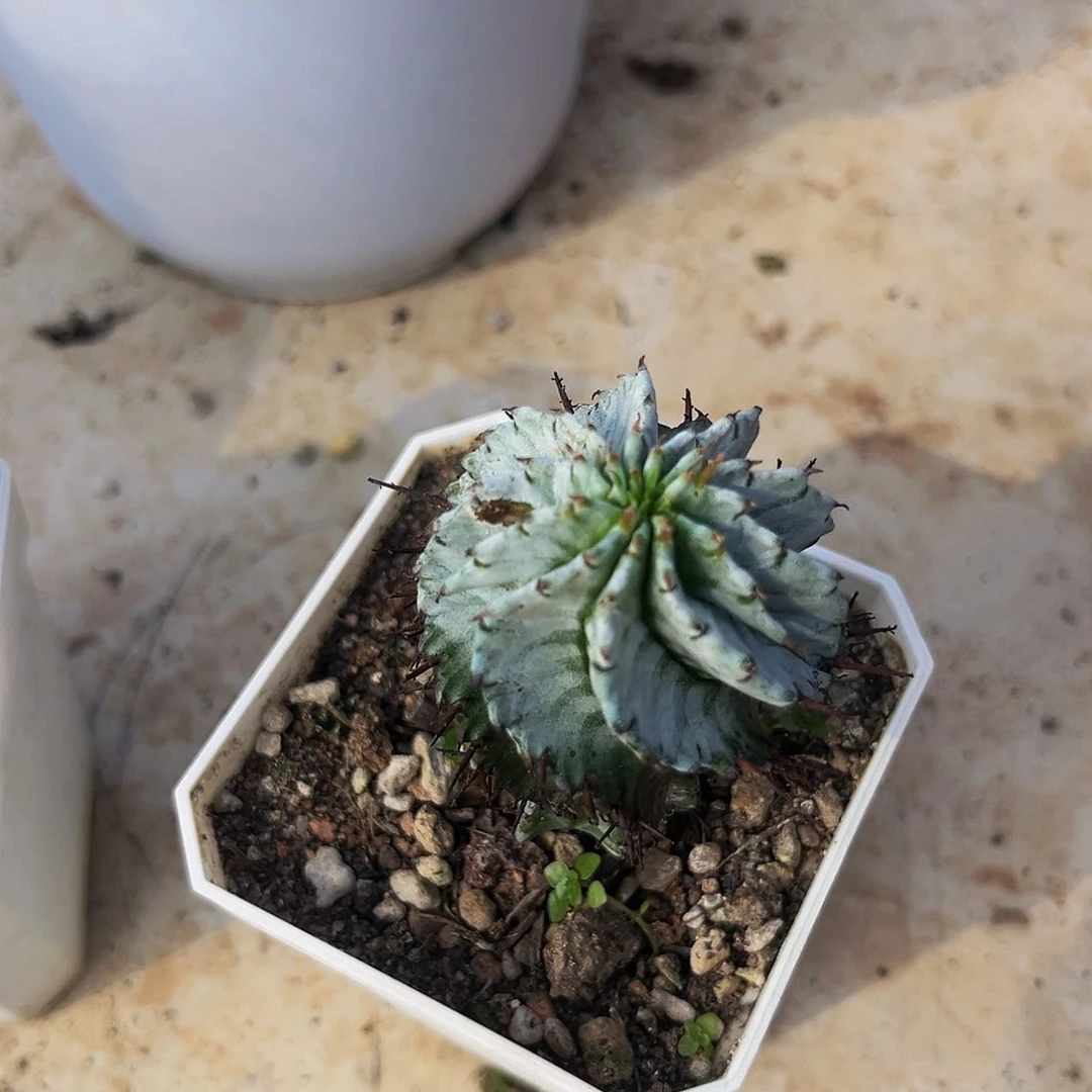 潮流植物白衣魁伟玉