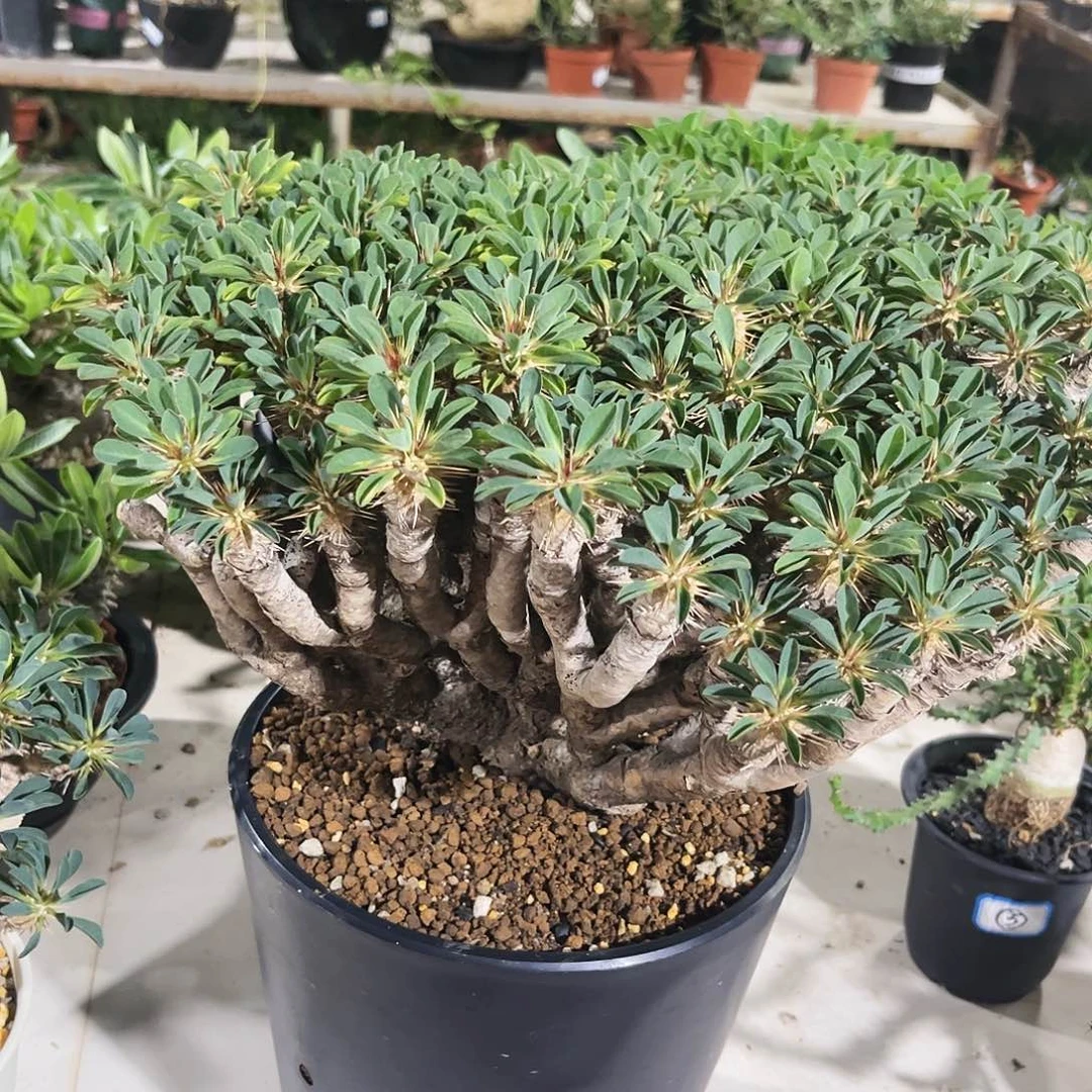 大号鬼切阁,熟桩潮流植物