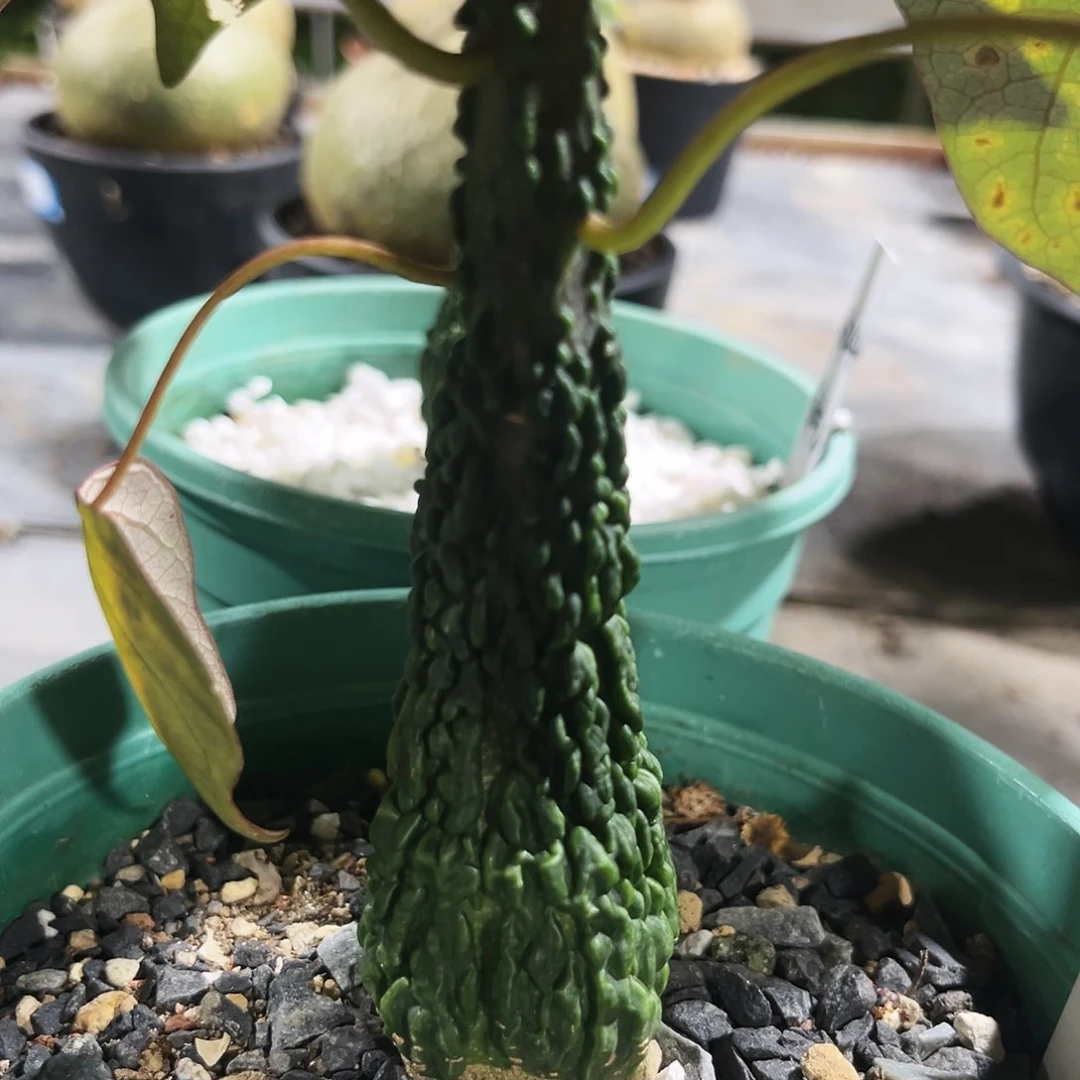 爆瘤红叶西番莲，潮流植物