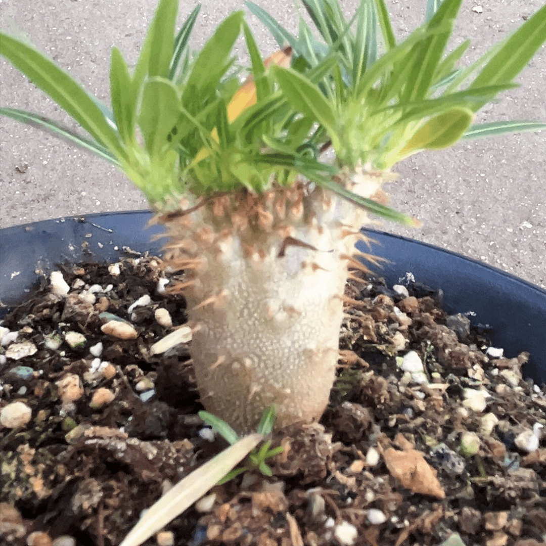 潮流植物象牙宫缀化