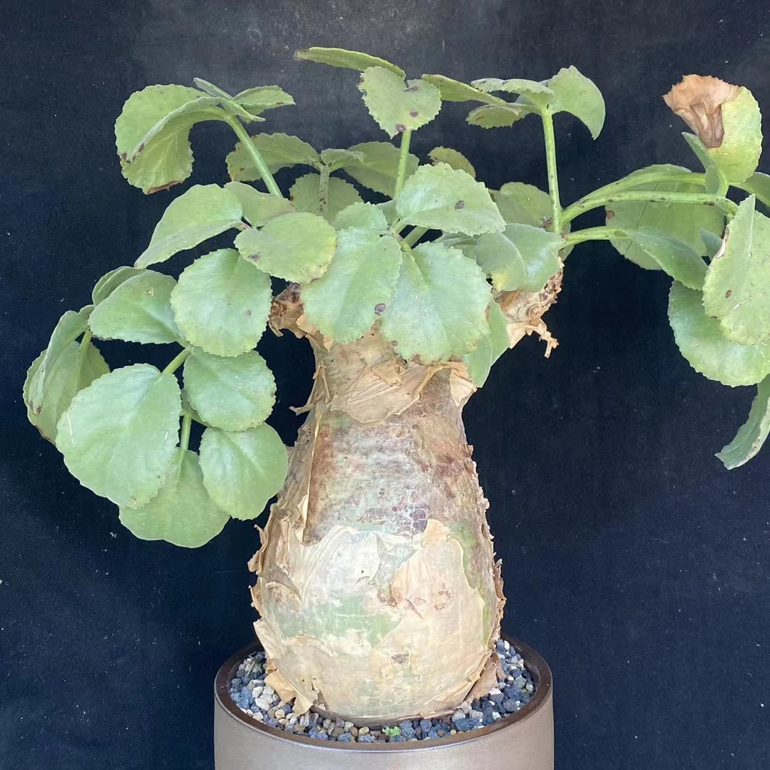 安哥拉葡萄多肉植物