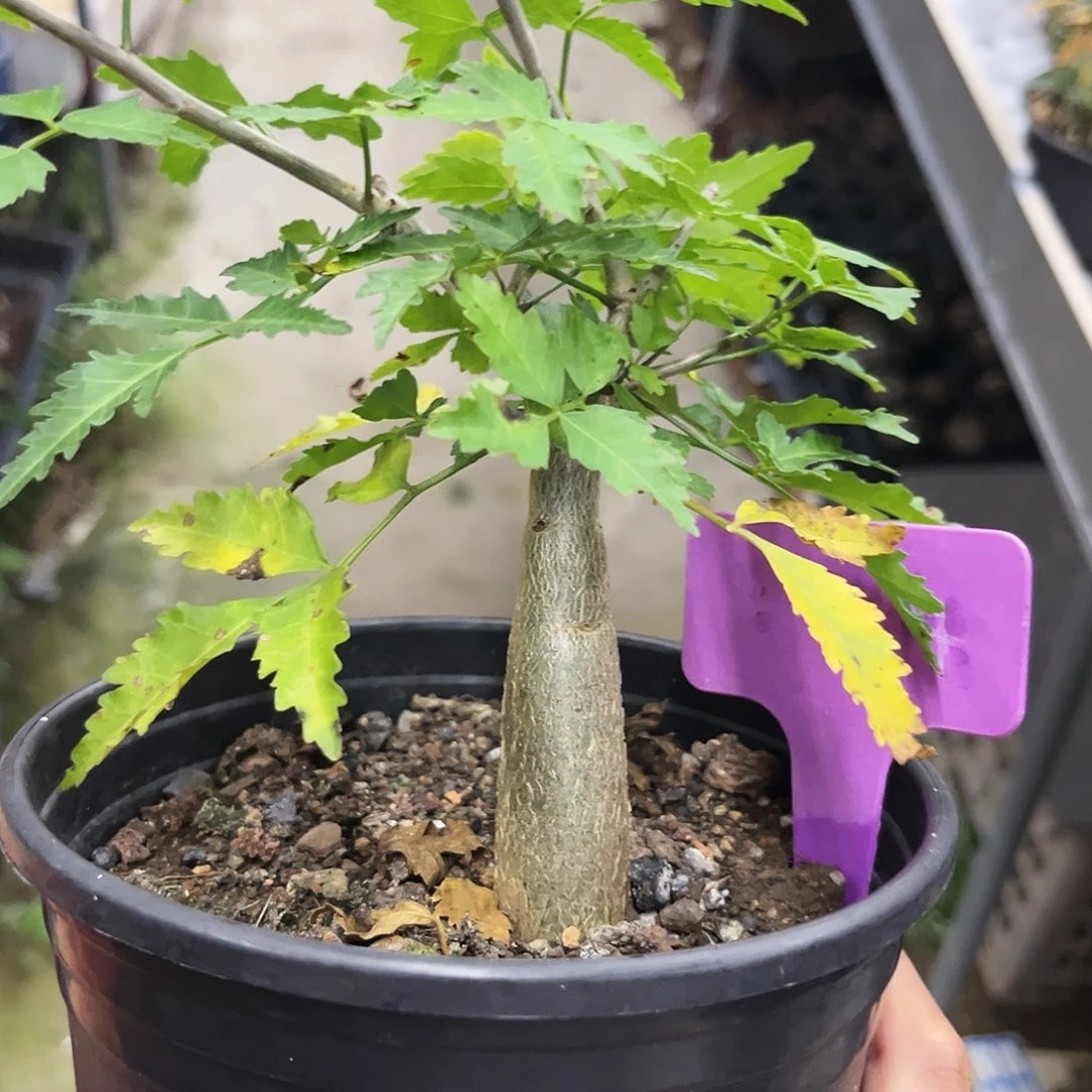 长叶芳香橄榄实生