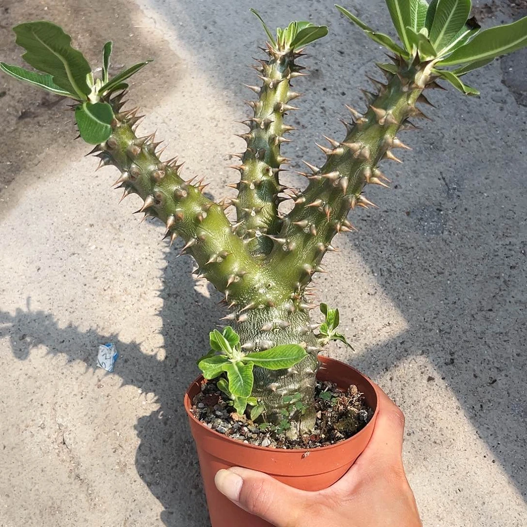 筒蝶春到头三枝插