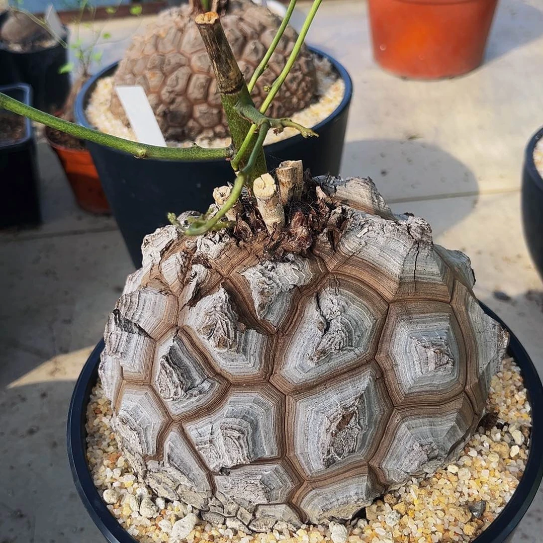 潮流植物煮足球纹龟甲龙
