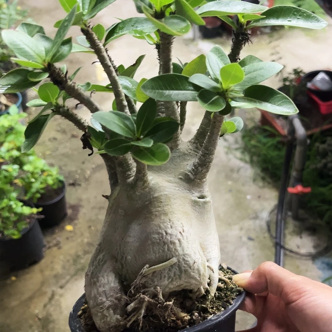 金皮毛毛虫沙枚福利价