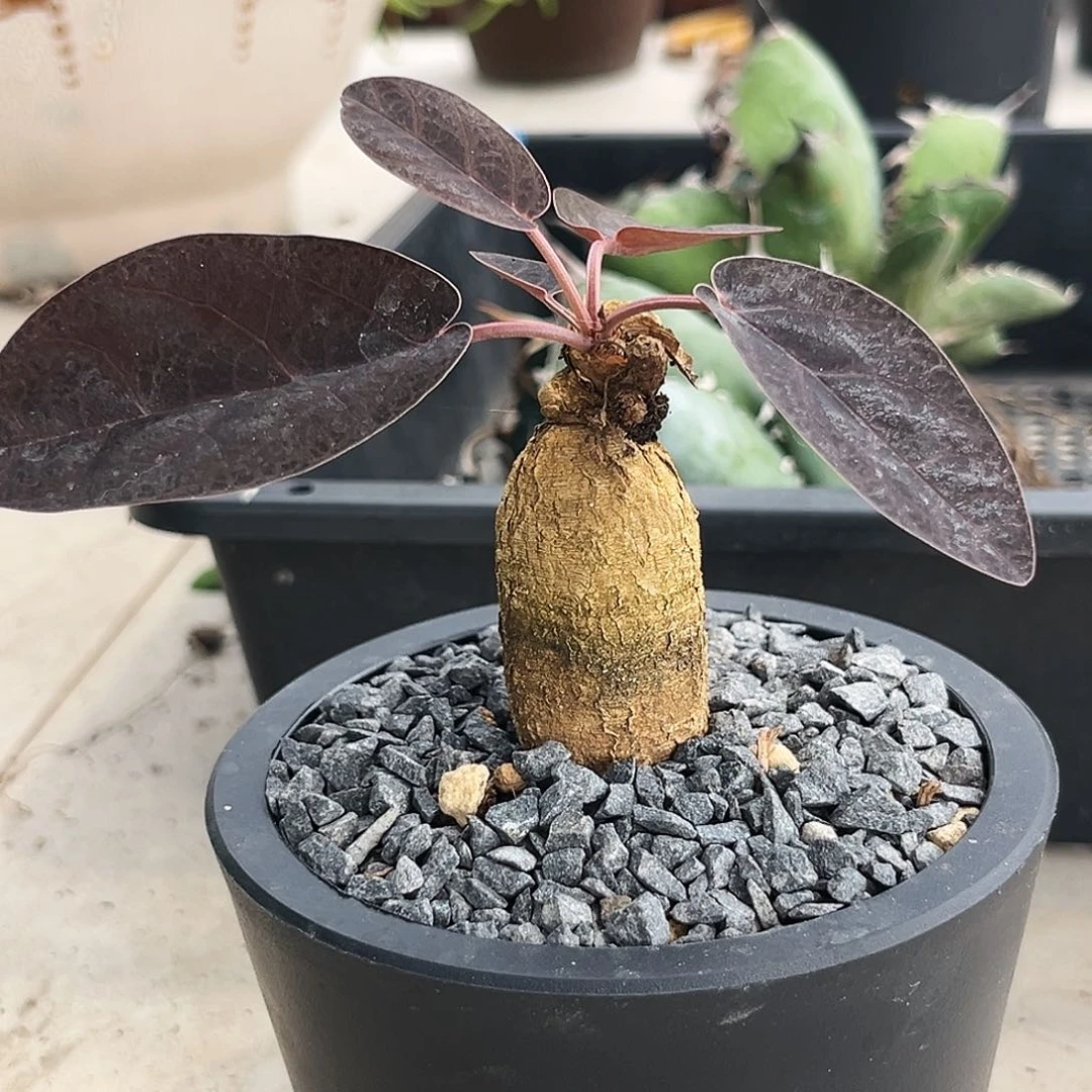 潮流植物红叶拉巴提