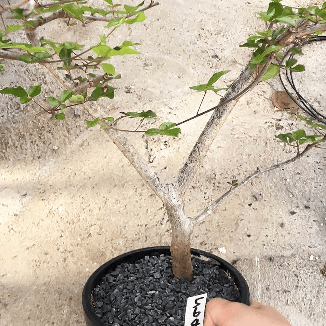 潮流植物奥比克橄榄实生