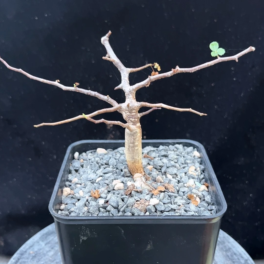 潮流植物波叶橄榄