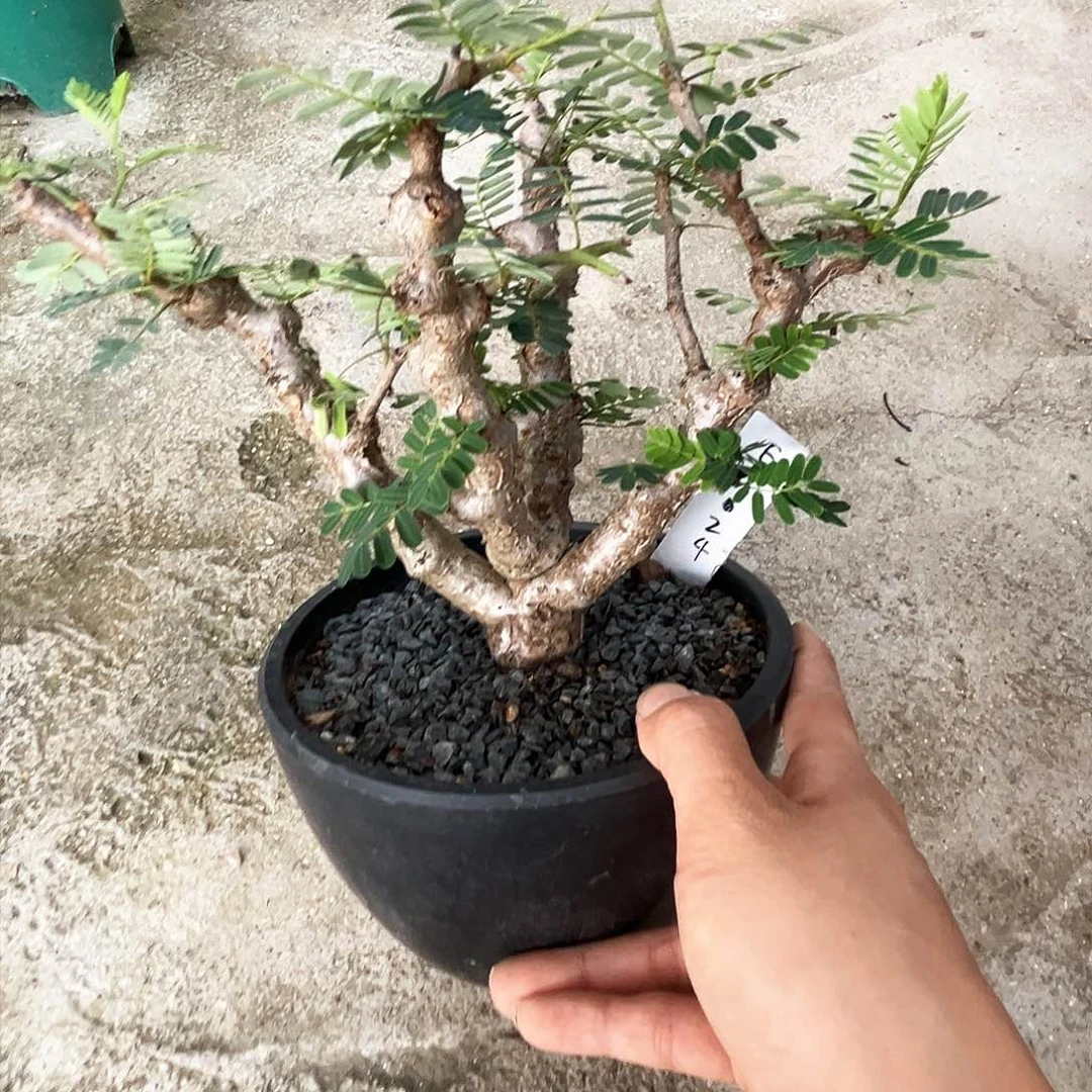 小***呀潮流植物沙漠苏木