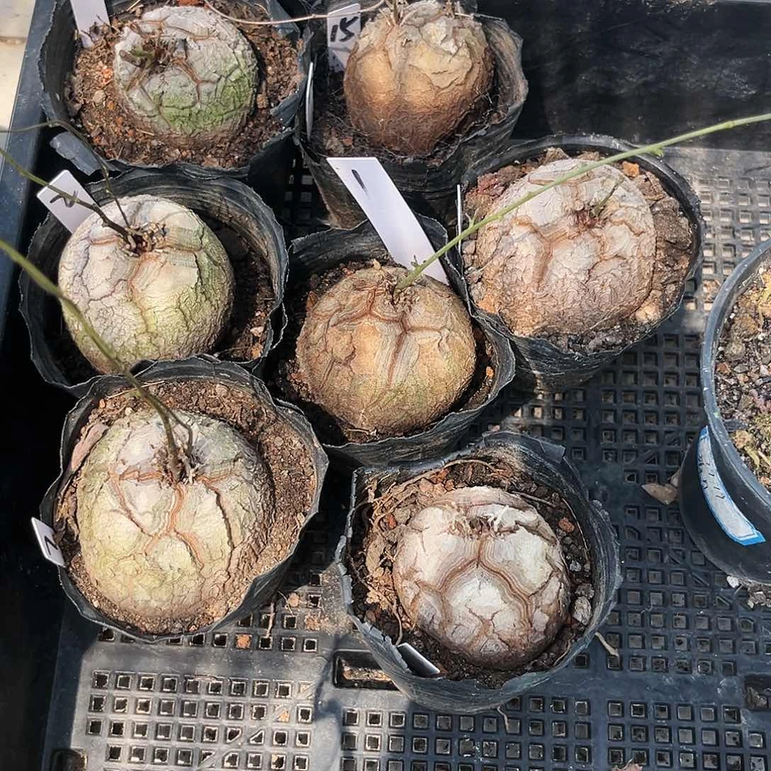 龟甲龙一个可挑福利价