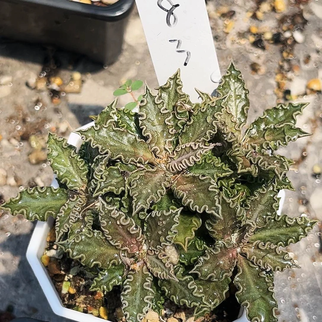 会****?图拉大戟带盆发